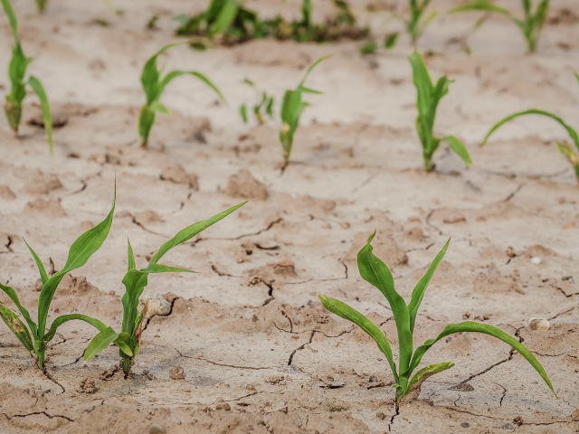 Trasmissione segnalazioni danni alle produzioni agricole causa siccità