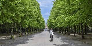 In arrivo 2676 nuovi alberi per combattere la CO2